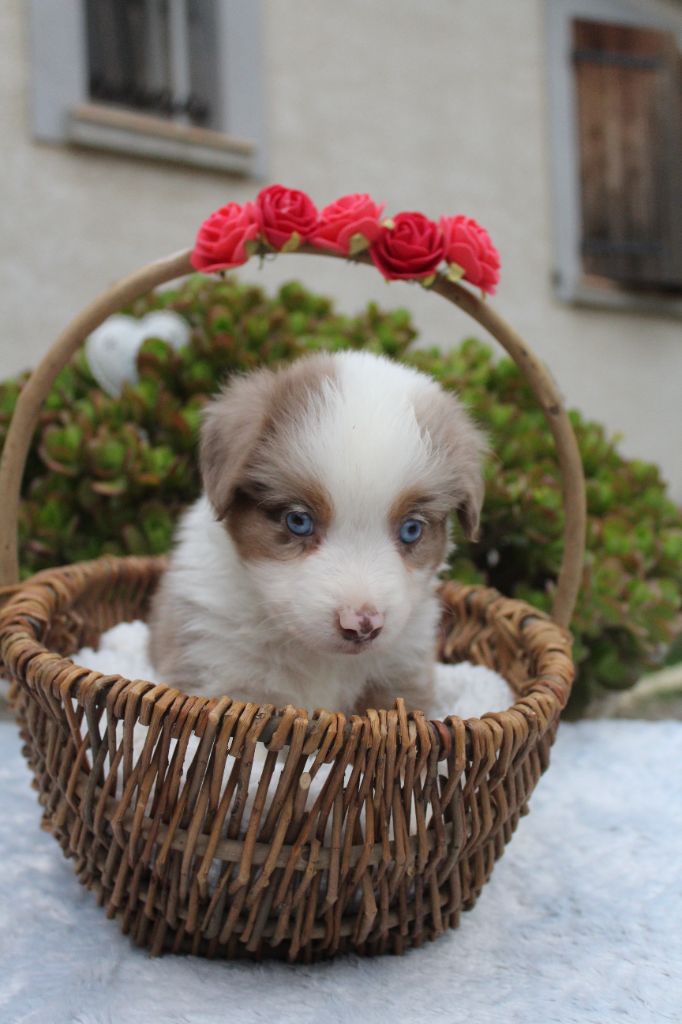 Of Winner Mistral - Chiots disponibles - Berger Américain Miniature 