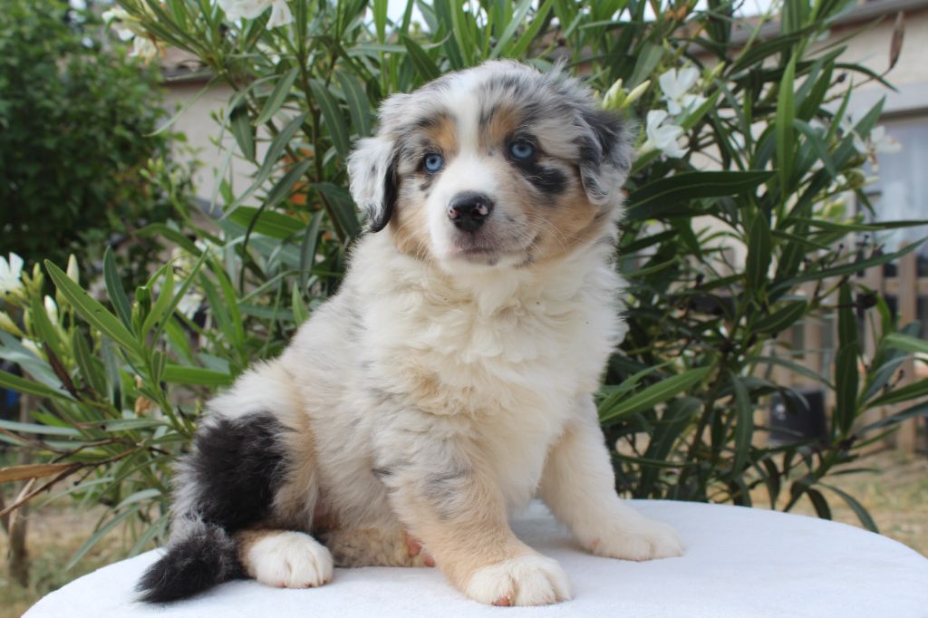 Of Winner Mistral - Chiots disponibles - Berger Américain Miniature 