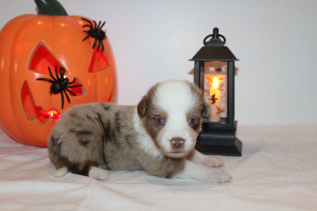 Of Winner Mistral - Chiots disponibles - Berger Américain Miniature 