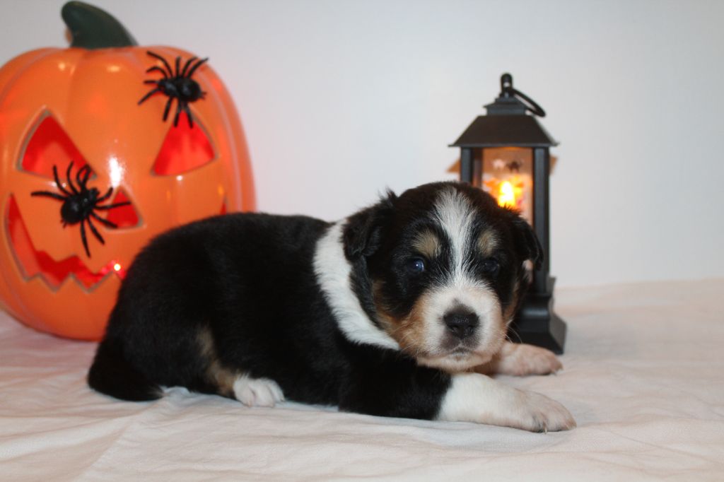 Of Winner Mistral - Chiots disponibles - Berger Américain Miniature 