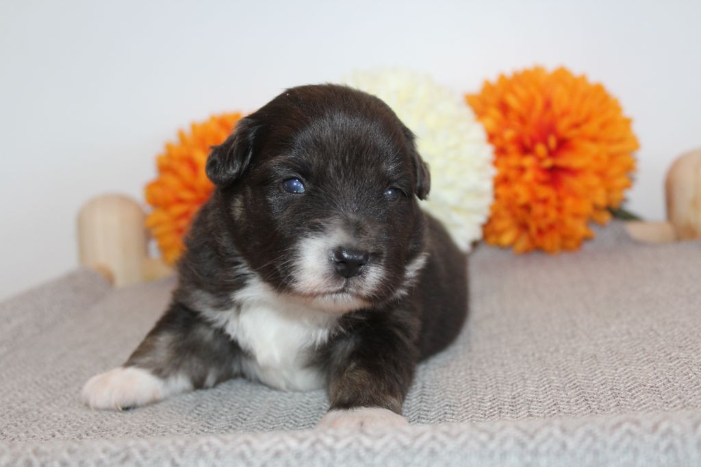 Of Winner Mistral - Chiots disponibles - Berger Américain Miniature 