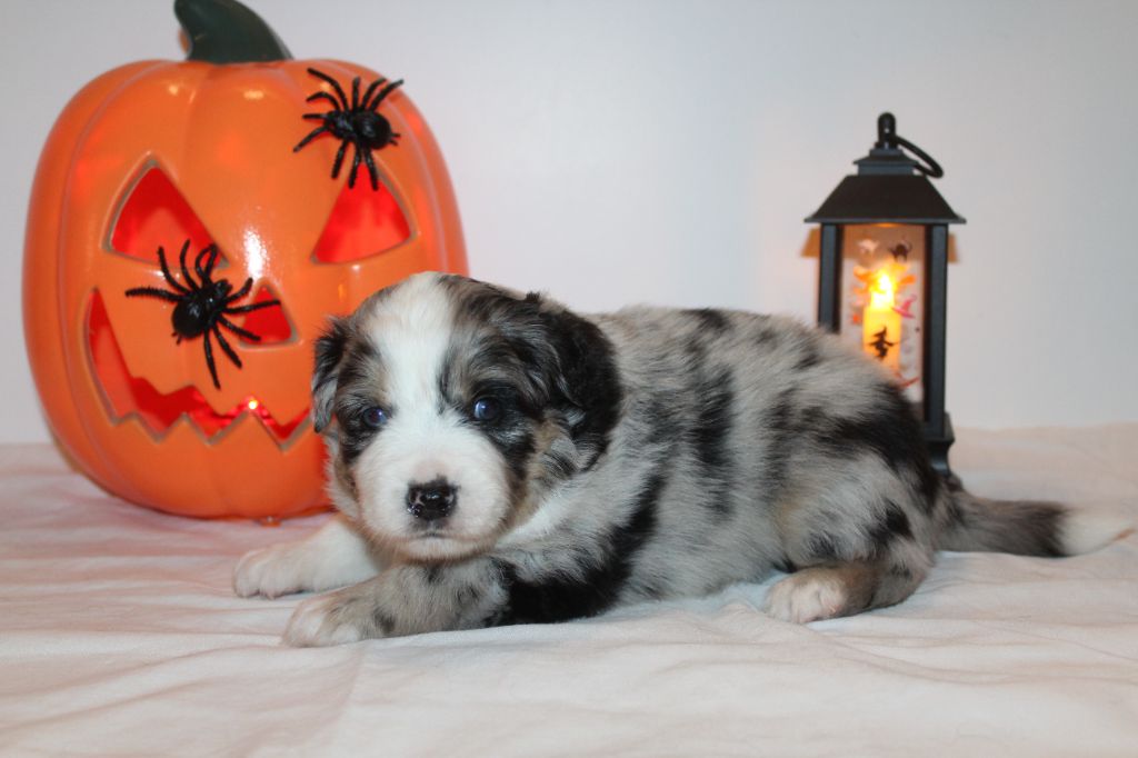 Of Winner Mistral - Chiots disponibles - Berger Américain Miniature 