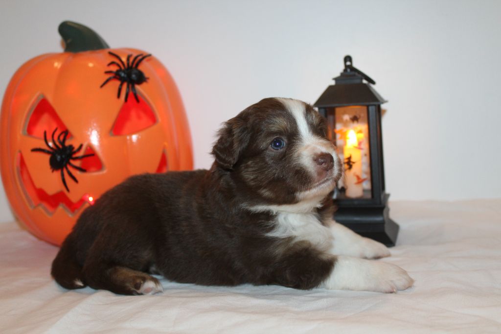 Of Winner Mistral - Chiots disponibles - Berger Américain Miniature 