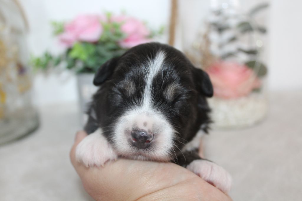 Of Winner Mistral - Chiots disponibles - Berger Américain Miniature 