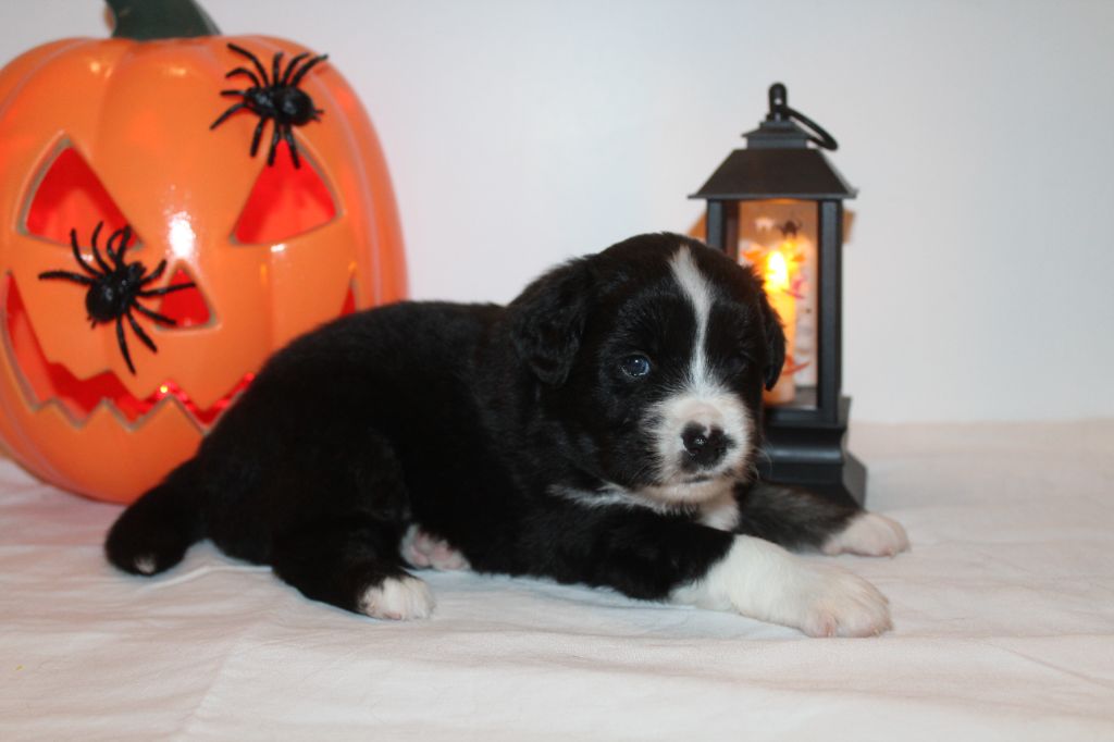 Of Winner Mistral - Chiots disponibles - Berger Américain Miniature 