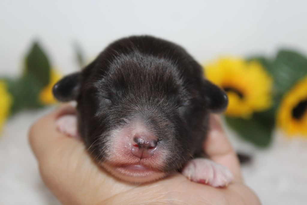 Of Winner Mistral - Chiots disponibles - Berger Américain Miniature 