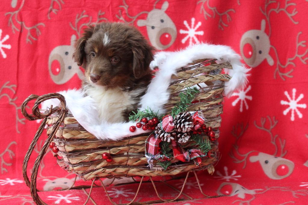 Of Winner Mistral - Chiots disponibles - Berger Américain Miniature 