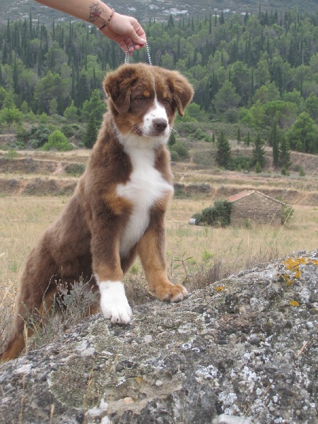 Chiot Berger Australien Of Winner Mistral