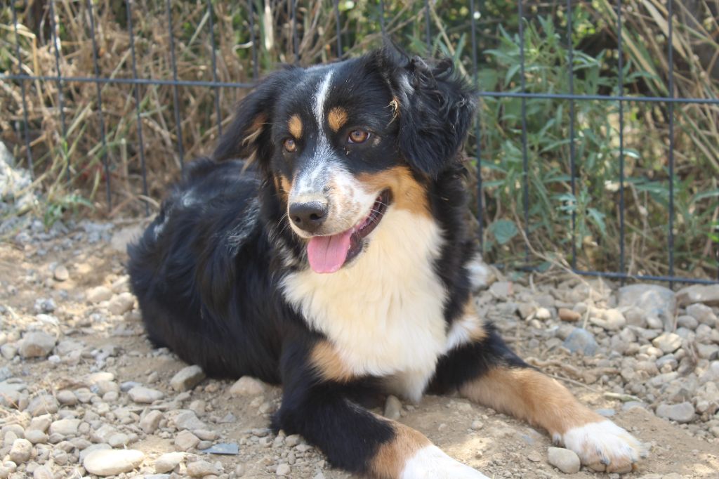 Of Winner Mistral - Chiots disponibles - Berger Américain Miniature 