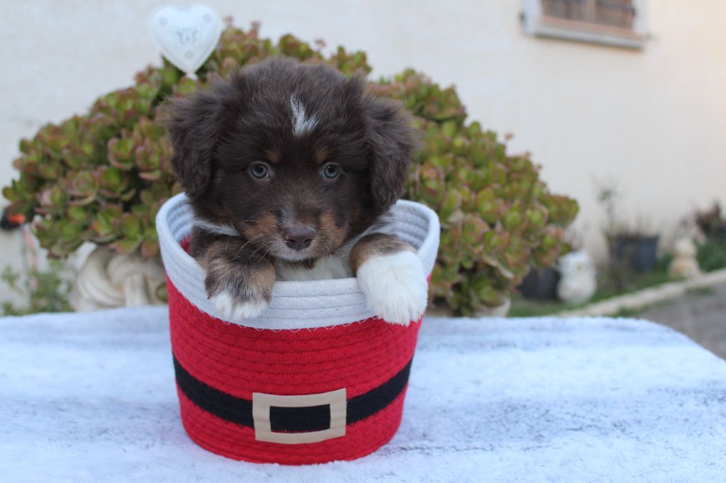 Of Winner Mistral - Chiots disponibles - Berger Américain Miniature 