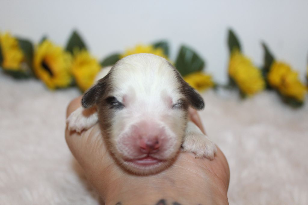 Of Winner Mistral - Chiots disponibles - Berger Américain Miniature 