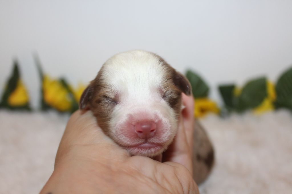 Of Winner Mistral - Chiots disponibles - Berger Américain Miniature 