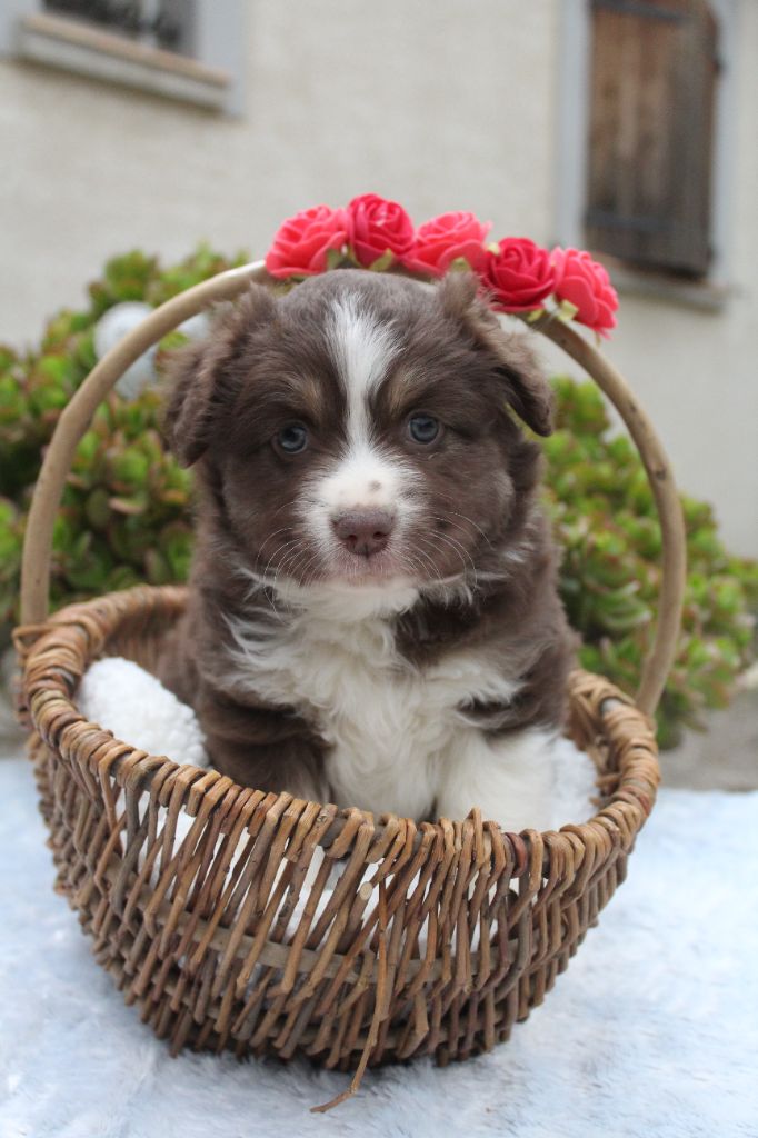 Of Winner Mistral - Chiots disponibles - Berger Américain Miniature 