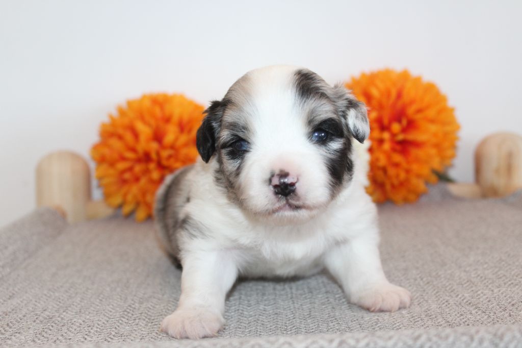 Of Winner Mistral - Chiots disponibles - Berger Américain Miniature 