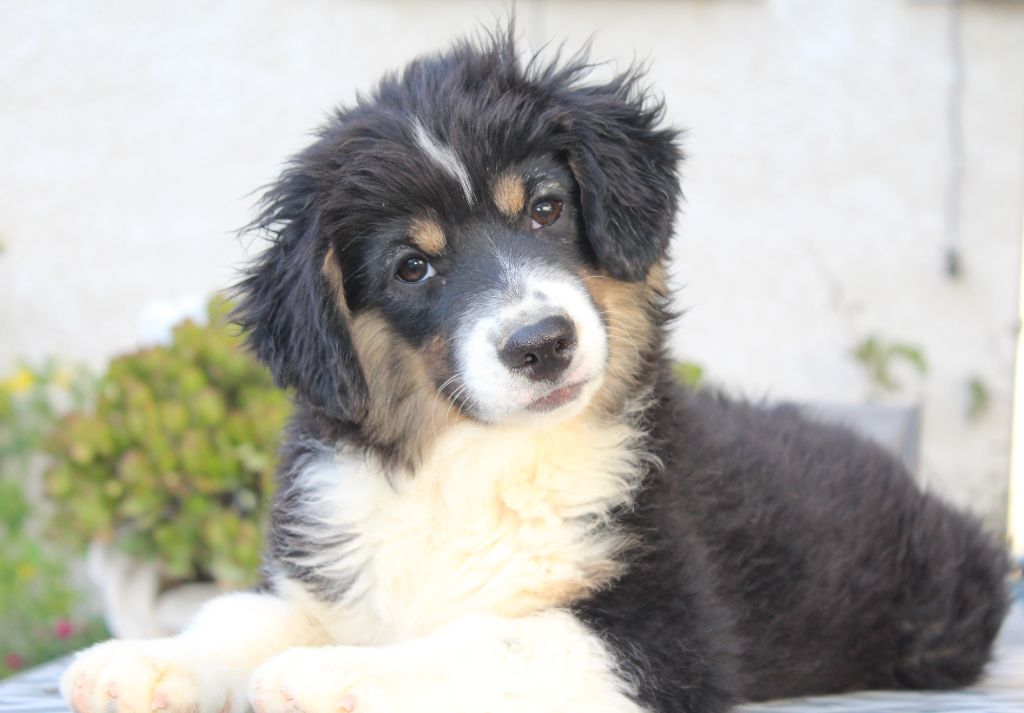 Of Winner Mistral - Chiots disponibles - Berger Américain Miniature 