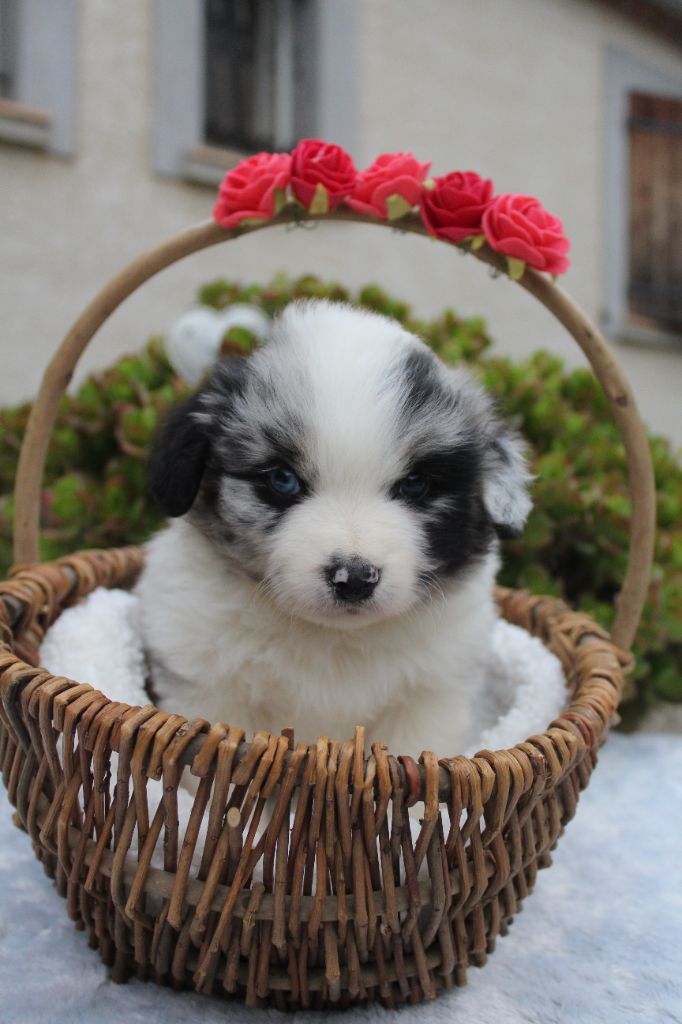 Of Winner Mistral - Chiots disponibles - Berger Américain Miniature 