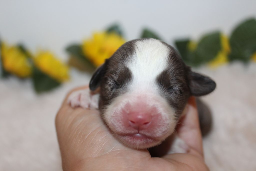 Of Winner Mistral - Chiots disponibles - Berger Américain Miniature 