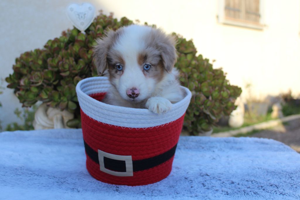 Of Winner Mistral - Chiots disponibles - Berger Américain Miniature 