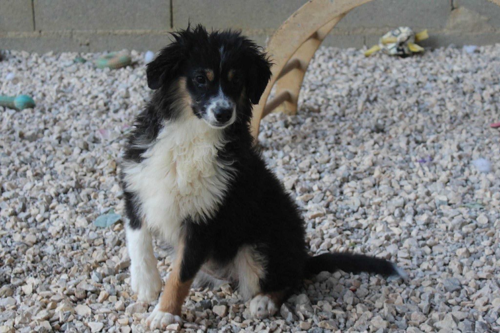 Of Winner Mistral - Chiots disponibles - Berger Américain Miniature 