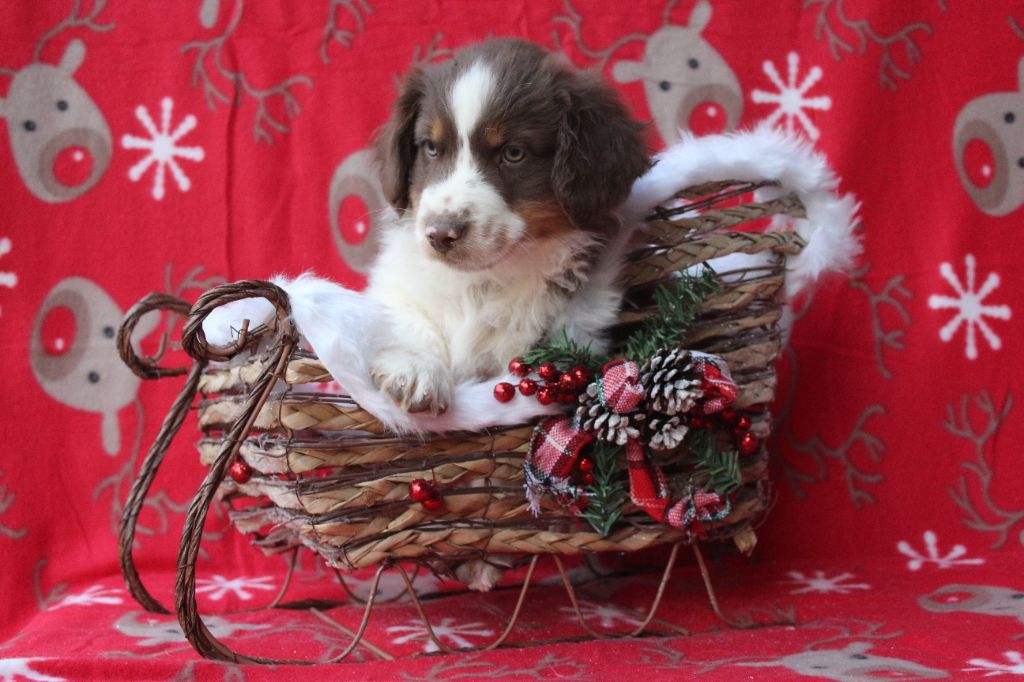 Of Winner Mistral - Chiots disponibles - Berger Américain Miniature 