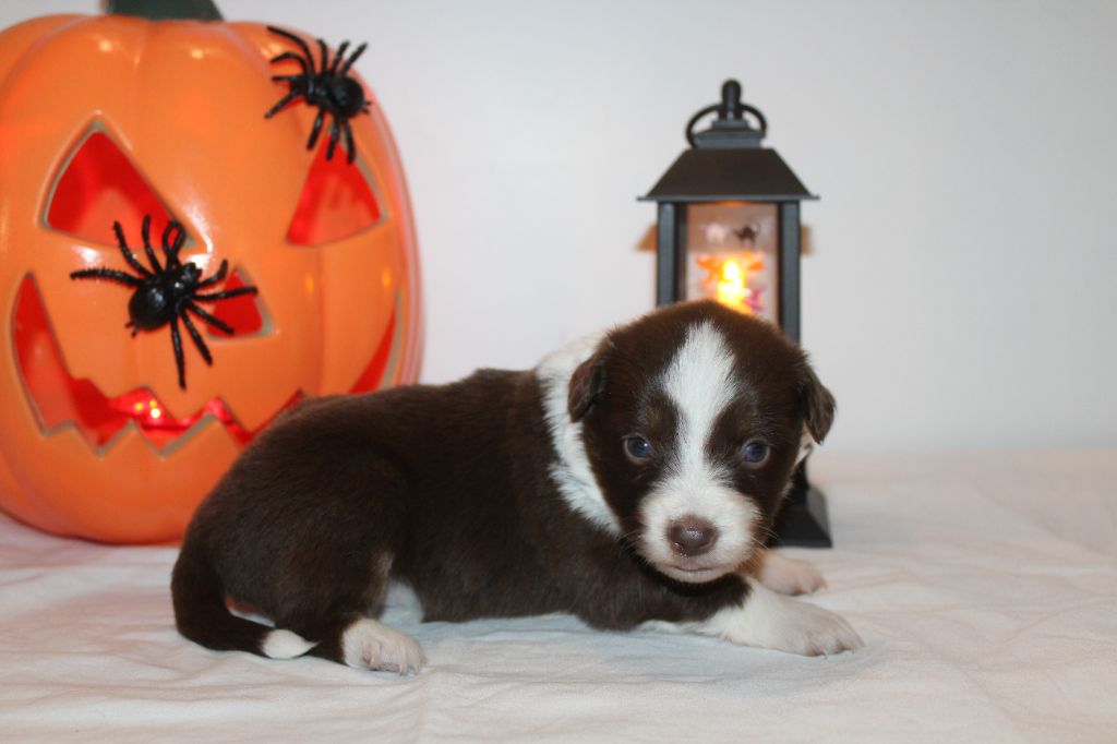 Of Winner Mistral - Chiots disponibles - Berger Américain Miniature 