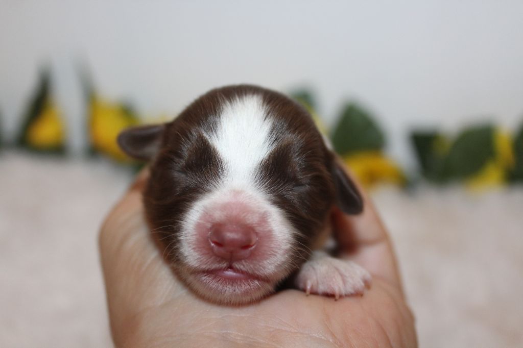Of Winner Mistral - Chiots disponibles - Berger Américain Miniature 