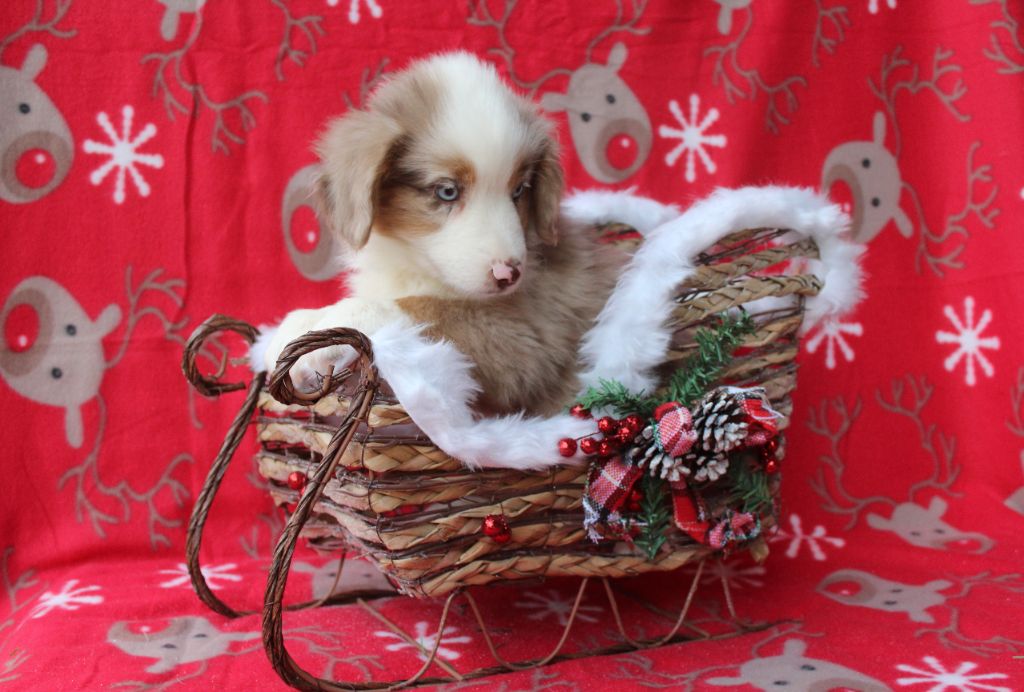 Of Winner Mistral - Chiots disponibles - Berger Américain Miniature 