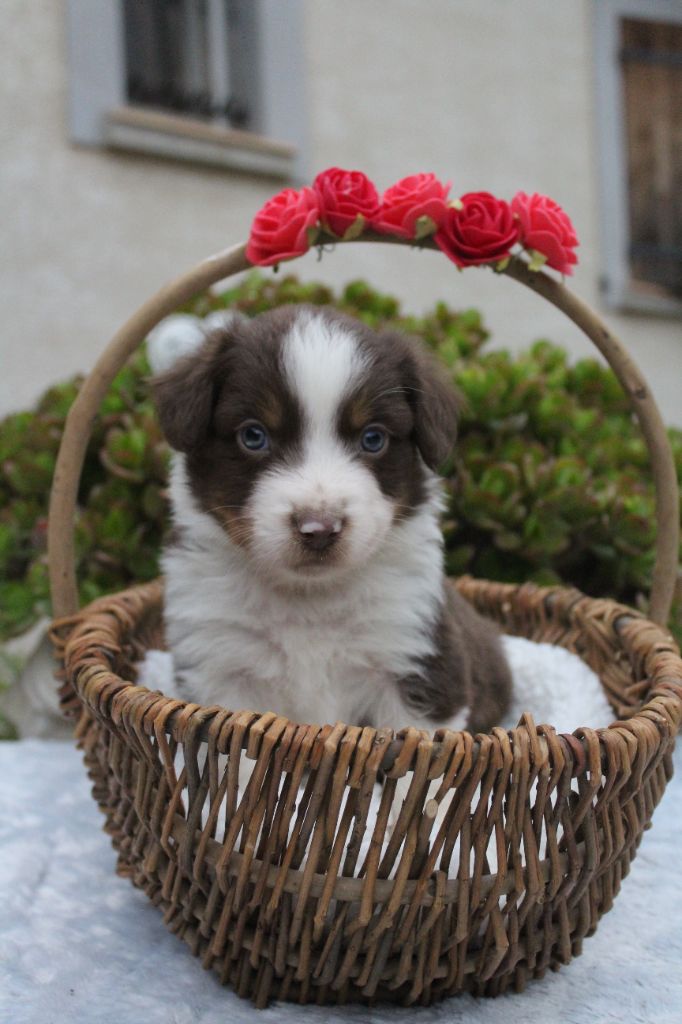 Of Winner Mistral - Chiots disponibles - Berger Américain Miniature 