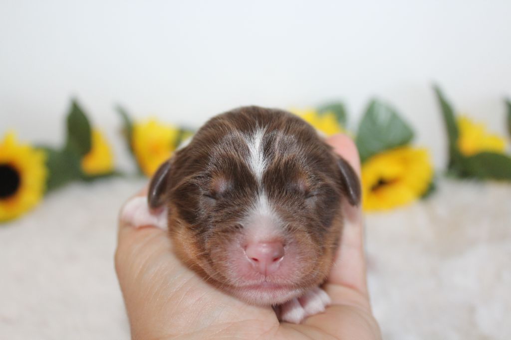 Of Winner Mistral - Chiots disponibles - Berger Américain Miniature 