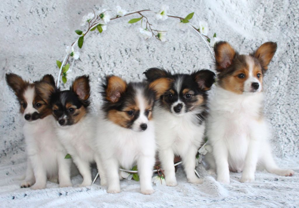 Chiot Epagneul nain Continental (Papillon) Of Winner Mistral