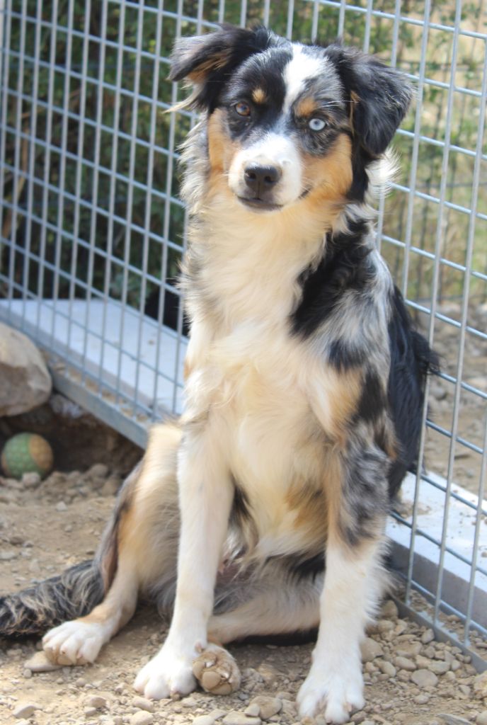 Of Winner Mistral - Chiots disponibles - Berger Américain Miniature 