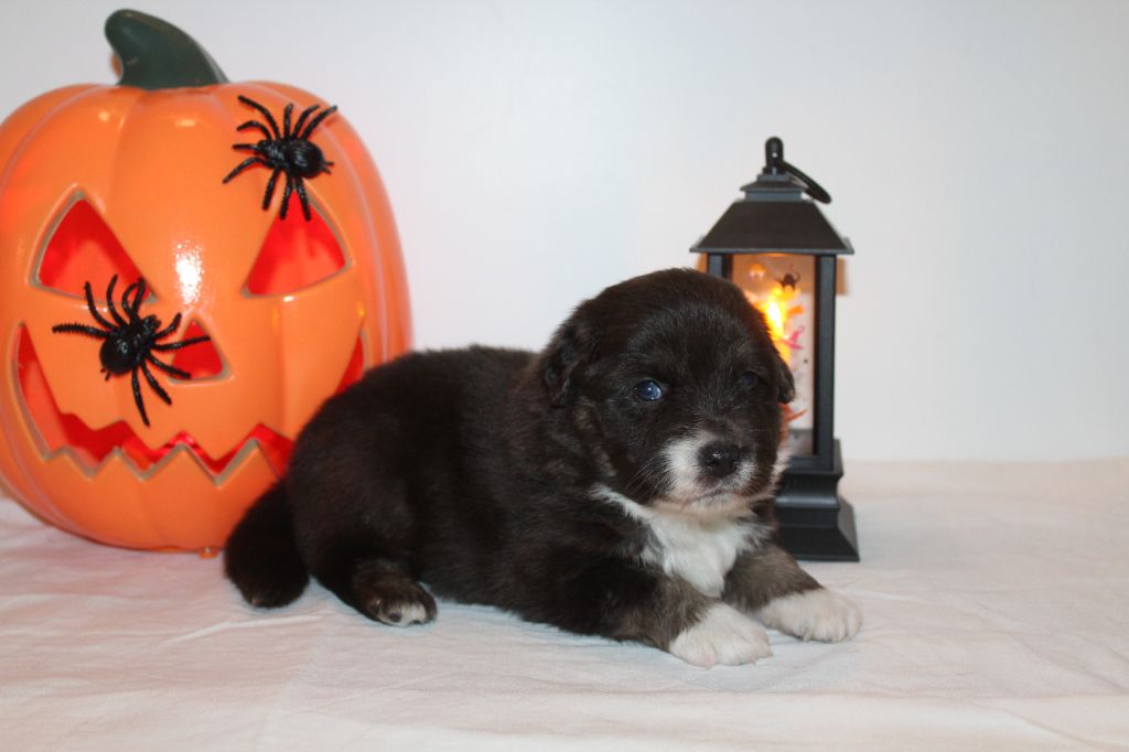 Of Winner Mistral - Chiots disponibles - Berger Américain Miniature 