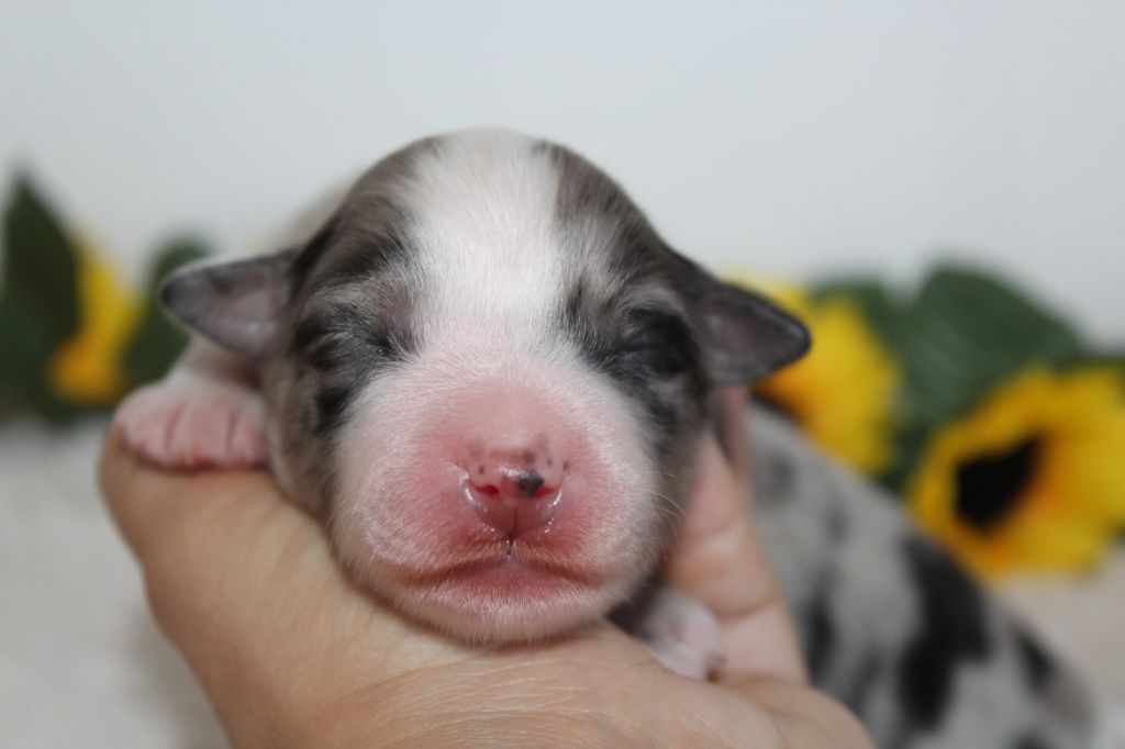 Of Winner Mistral - Chiots disponibles - Berger Américain Miniature 