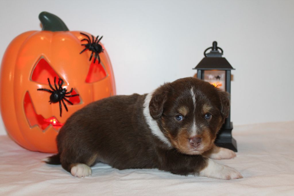 Of Winner Mistral - Chiots disponibles - Berger Américain Miniature 