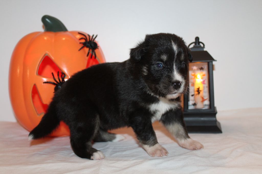 Of Winner Mistral - Chiots disponibles - Berger Américain Miniature 