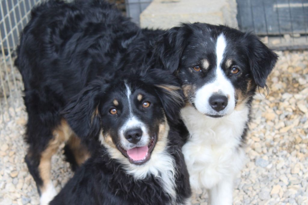 Of Winner Mistral - Chiots disponibles - Berger Américain Miniature 