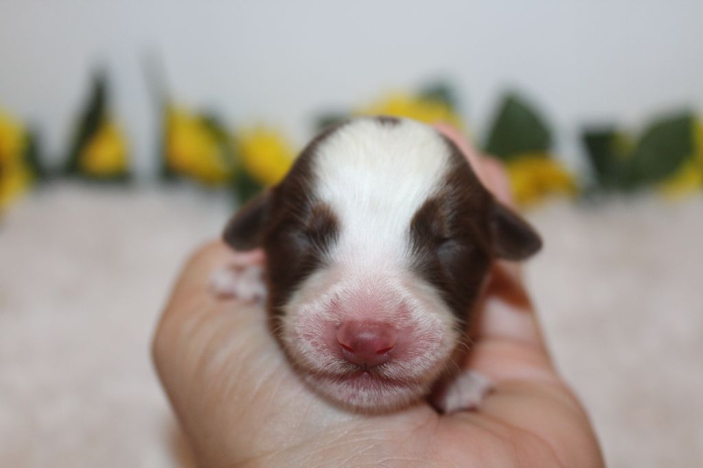 Of Winner Mistral - Chiots disponibles - Berger Américain Miniature 