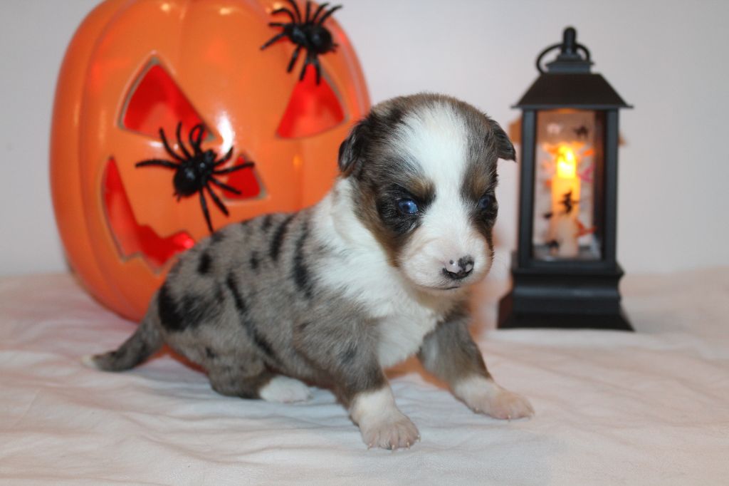 Of Winner Mistral - Chiots disponibles - Berger Américain Miniature 