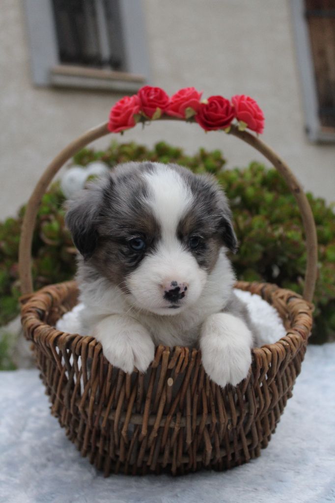 Of Winner Mistral - Chiots disponibles - Berger Américain Miniature 