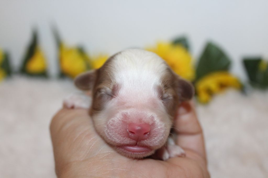 Of Winner Mistral - Chiots disponibles - Berger Américain Miniature 