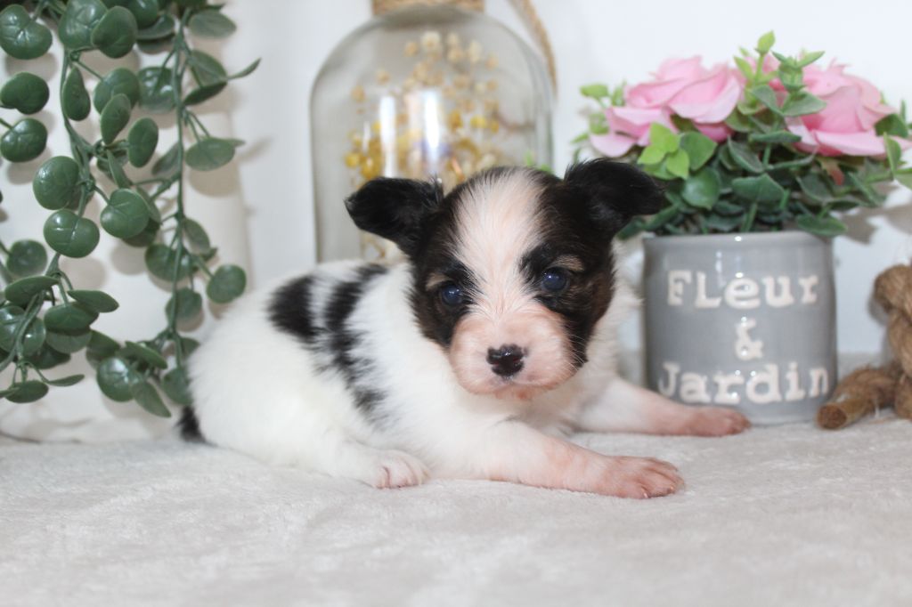Of Winner Mistral - Chiots disponibles - Epagneul nain Continental (Papillon)