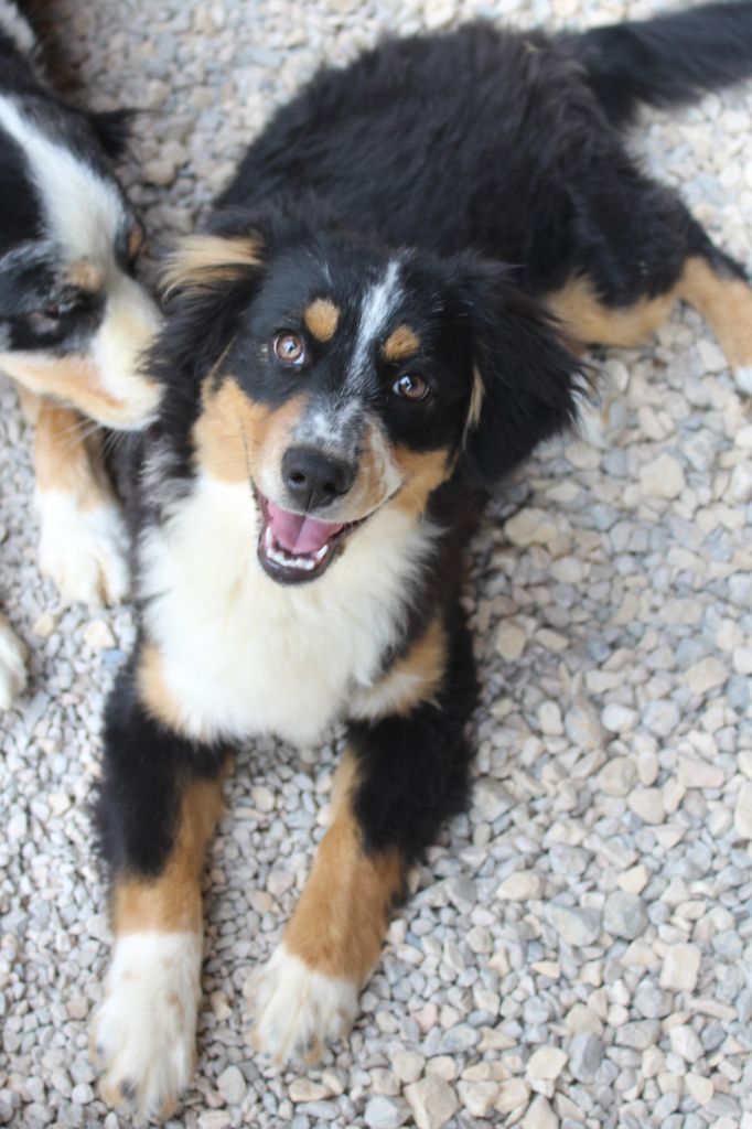 Of Winner Mistral - Chiots disponibles - Berger Américain Miniature 