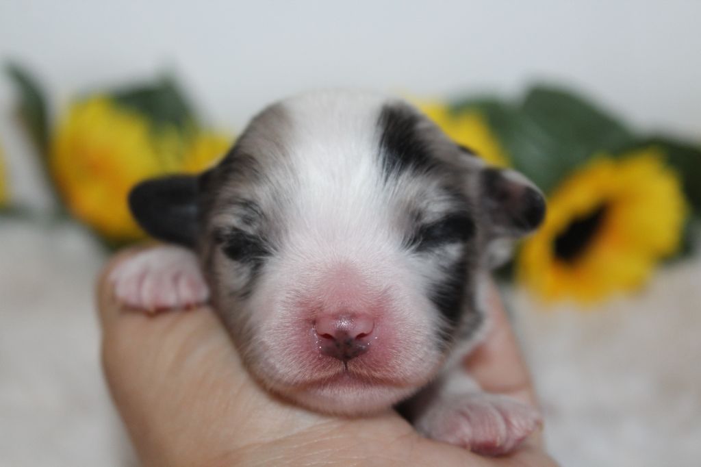 Of Winner Mistral - Chiots disponibles - Berger Américain Miniature 