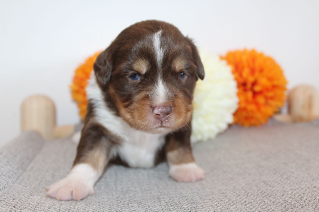 Of Winner Mistral - Chiots disponibles - Berger Américain Miniature 