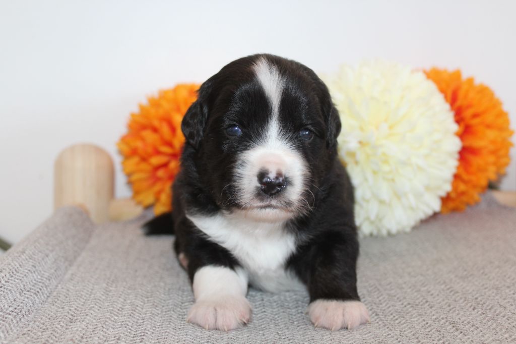 Of Winner Mistral - Chiots disponibles - Berger Américain Miniature 