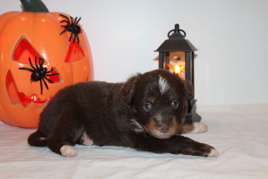 Of Winner Mistral - Chiots disponibles - Berger Américain Miniature 