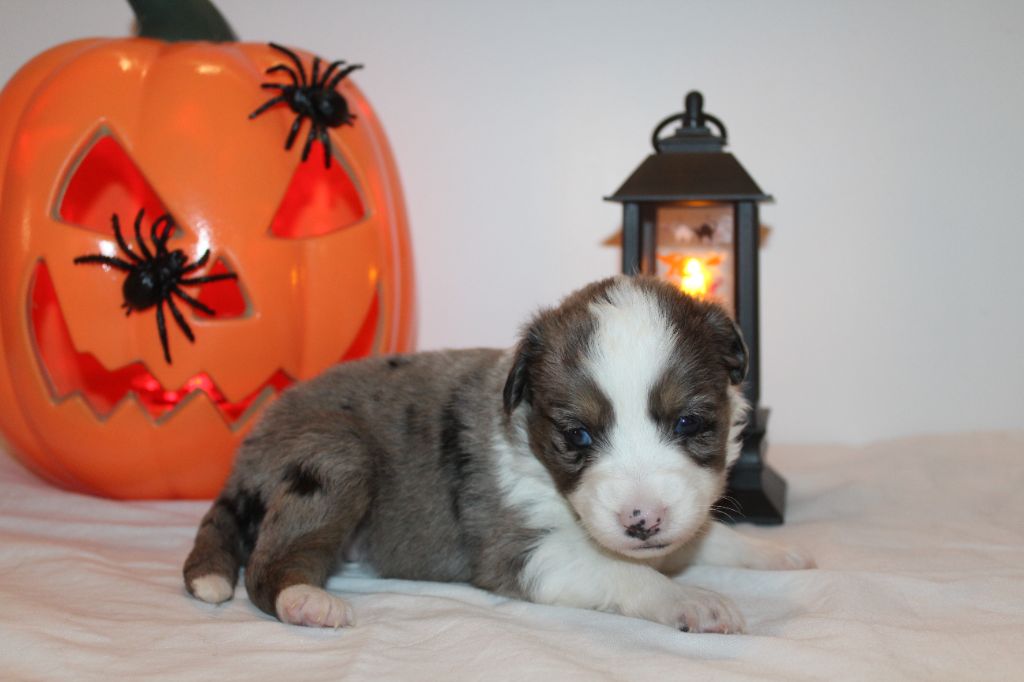 Of Winner Mistral - Chiots disponibles - Berger Américain Miniature 