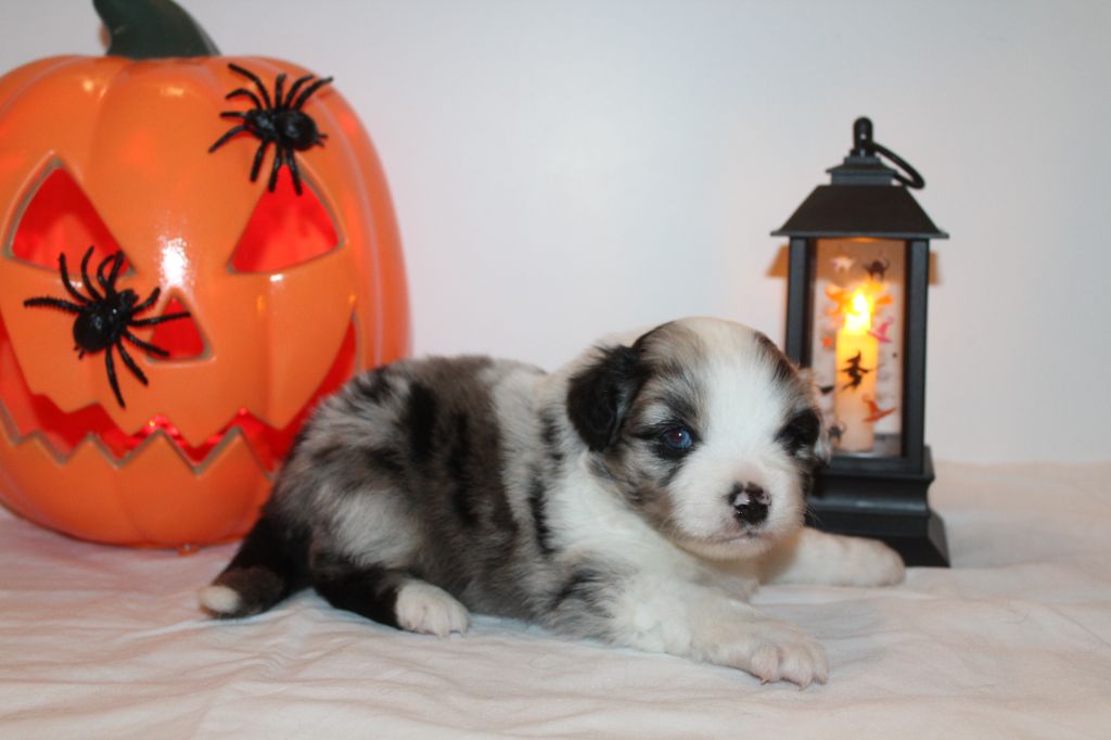 Of Winner Mistral - Chiots disponibles - Berger Américain Miniature 