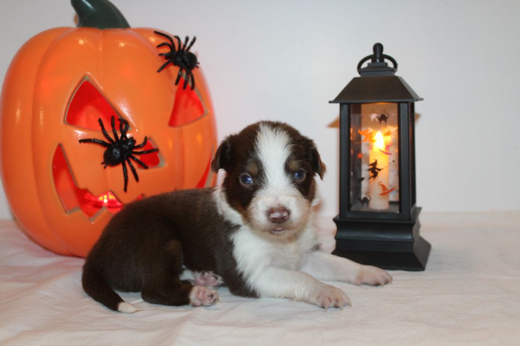 Of Winner Mistral - Chiots disponibles - Berger Américain Miniature 