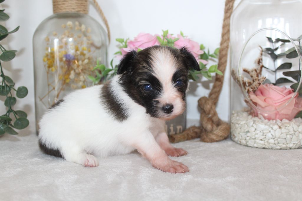 Of Winner Mistral - Chiots disponibles - Epagneul nain Continental (Papillon)